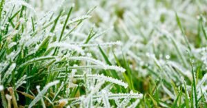 A close up shot of multiple blades of grass covered in frost. Some of the ice appears to have started melting.