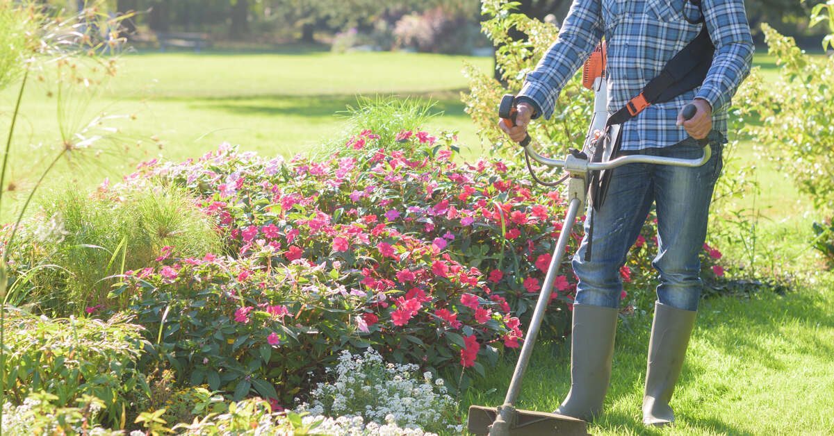 A professional landscaper using a weed whacker near a flower bed. He is wearing a protective face guard.