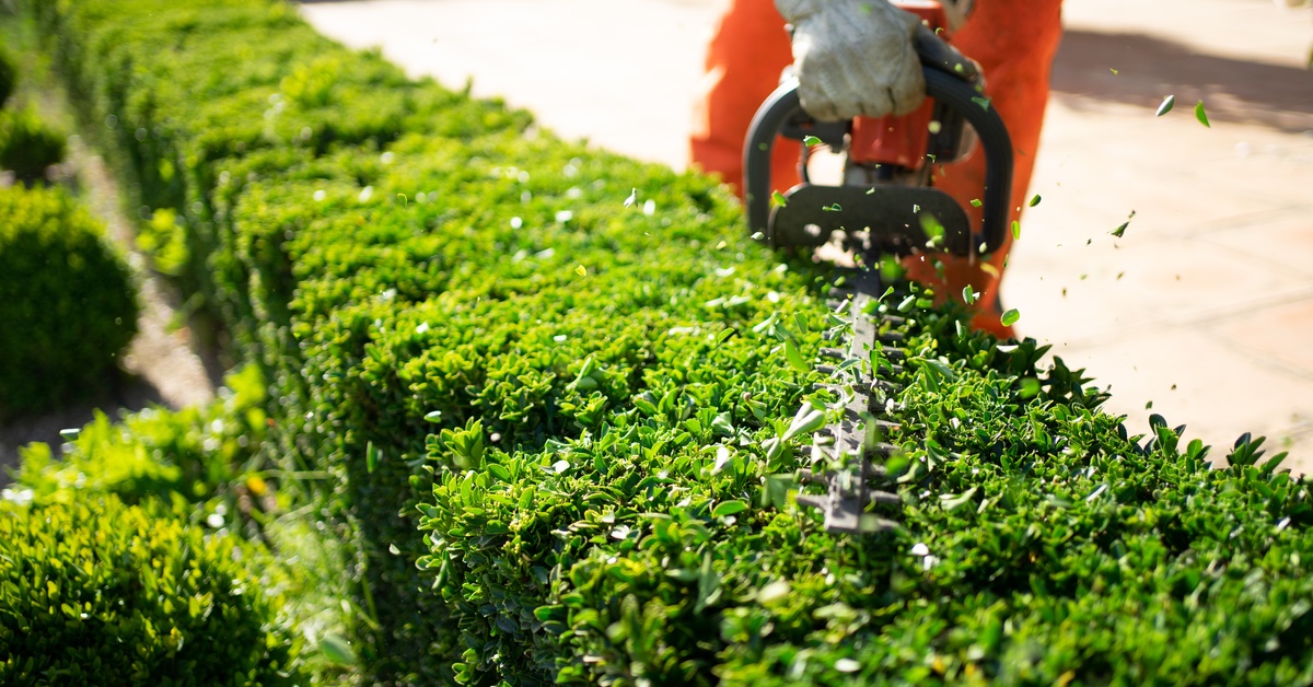 Someone using hedge trimmers on a long, squared-off bush. The person using them is wearing bright orange pants.