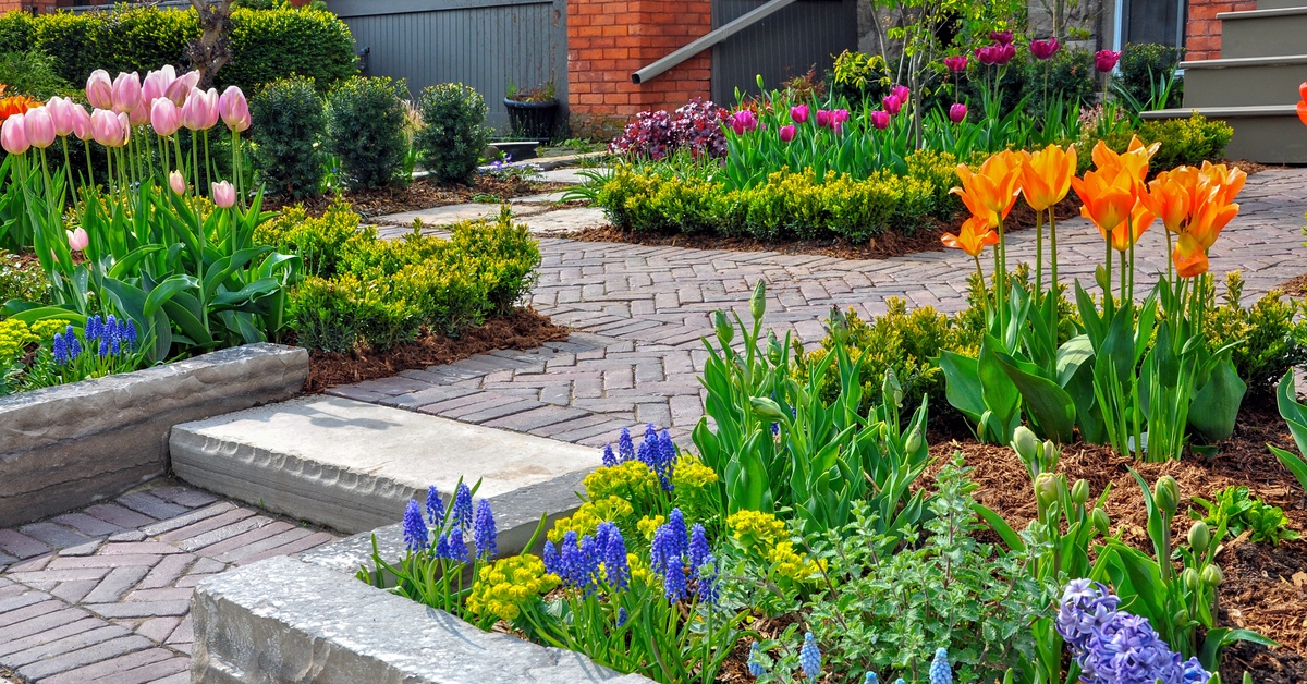 A front yard curb garden showing blooming tulips and spring flowers sitting beside a stone walkway and brick buildings.