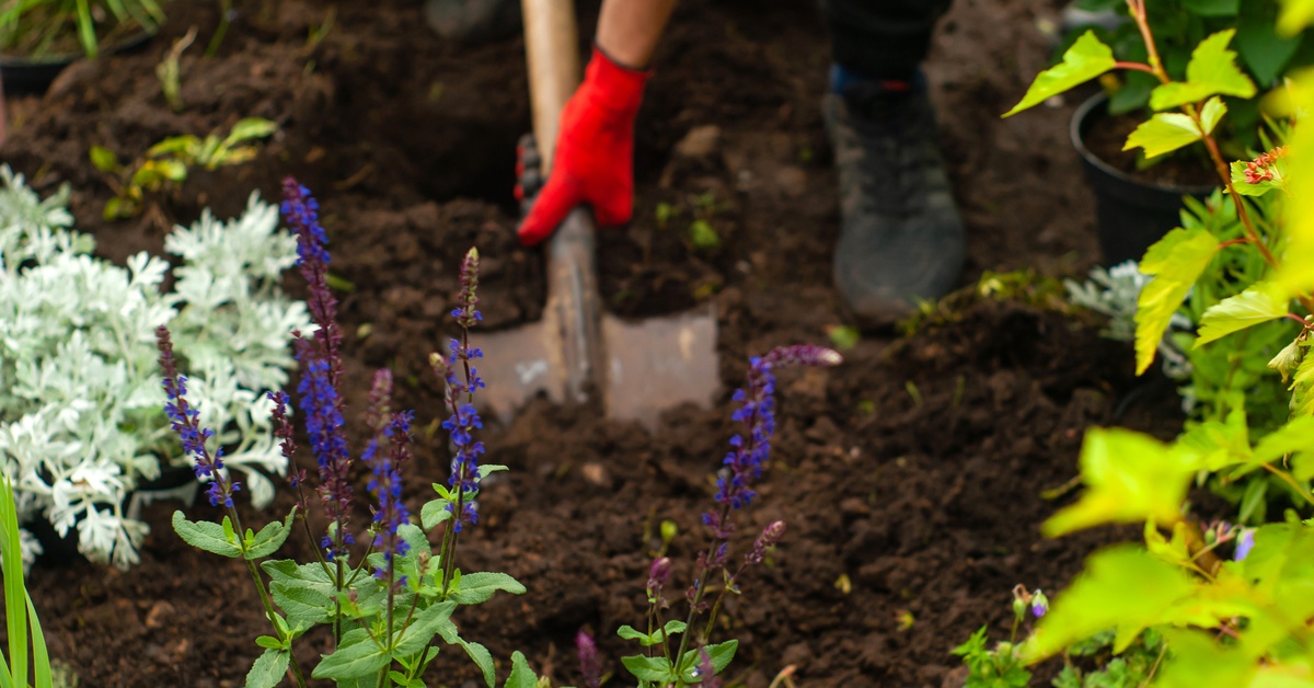 A person wearing bright red gloves digs into rich soil with a shovel near colorful blooming flowers.