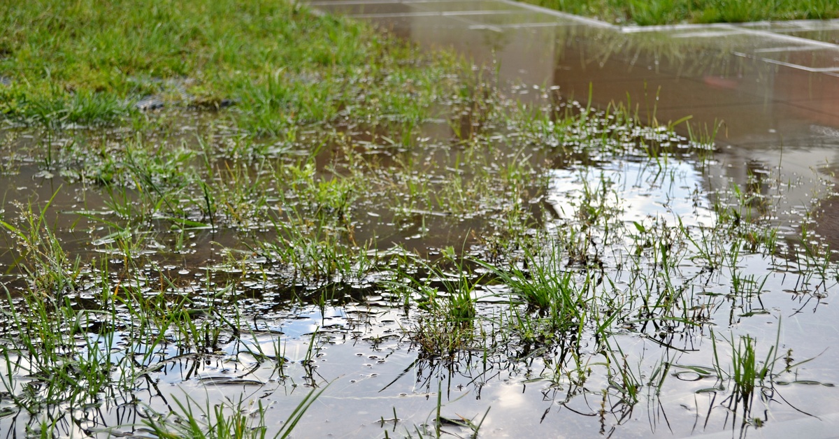 A wet lawn in the rain. There are puddles in the grass, and the water pools along the sidewalk.