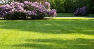 A bright green lawn on a sunny day. There is a cluster of blooming lilacs near the street.