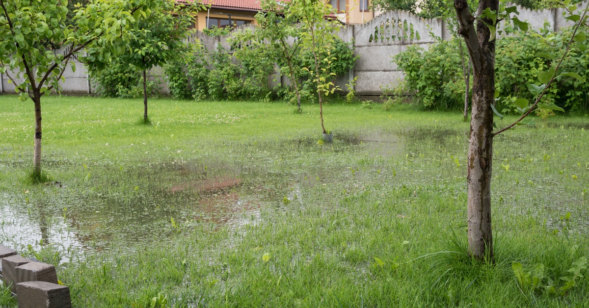 A flooded residential yard. The water is covering grass with scattered trees nearby that also has murky water pooling around the trunks.