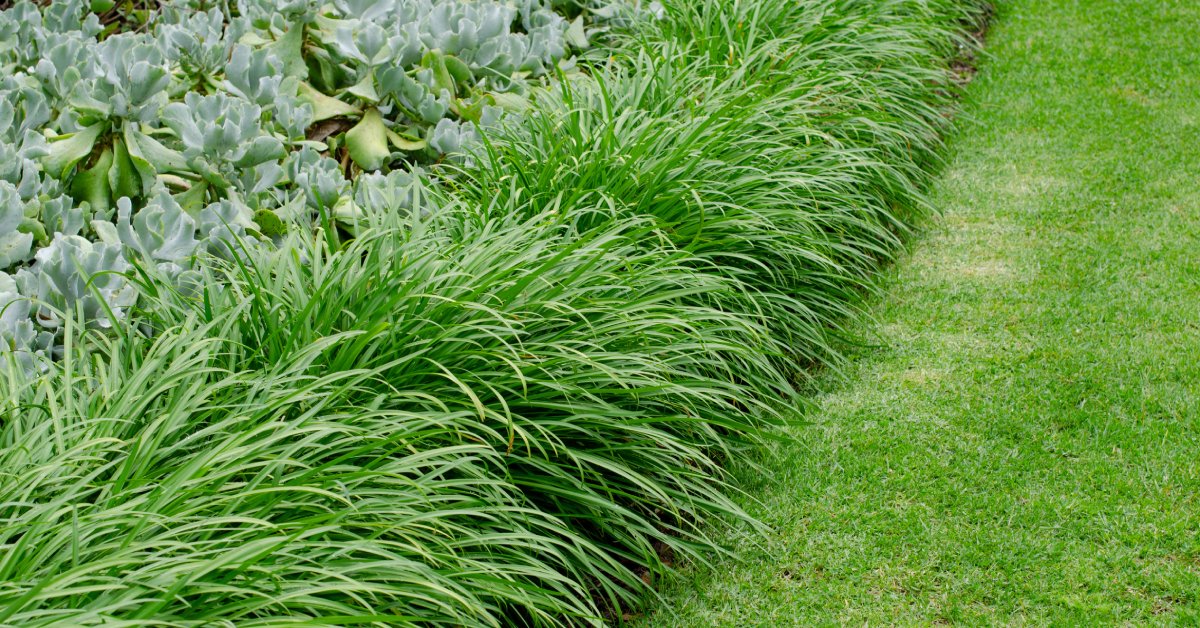 Ornamental grass growing in front of lush green succulents beside freshly mowed turf in a landscaped yard.