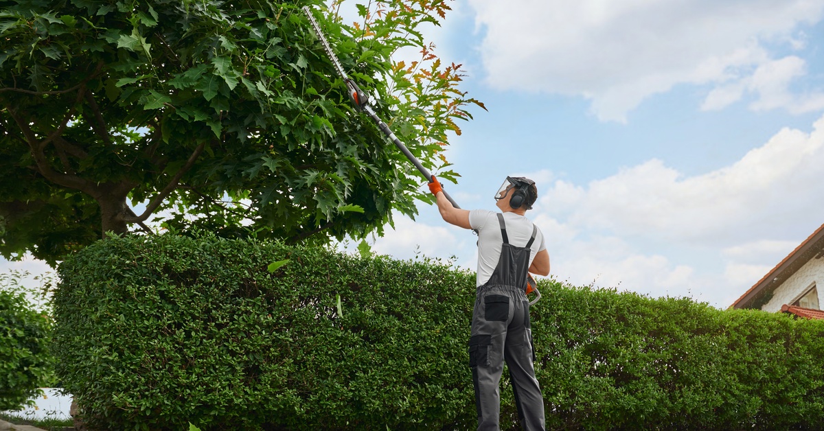 A man wearing a white shirt and gray overalls using an extendable tree-trimming saw to trim a large tree.