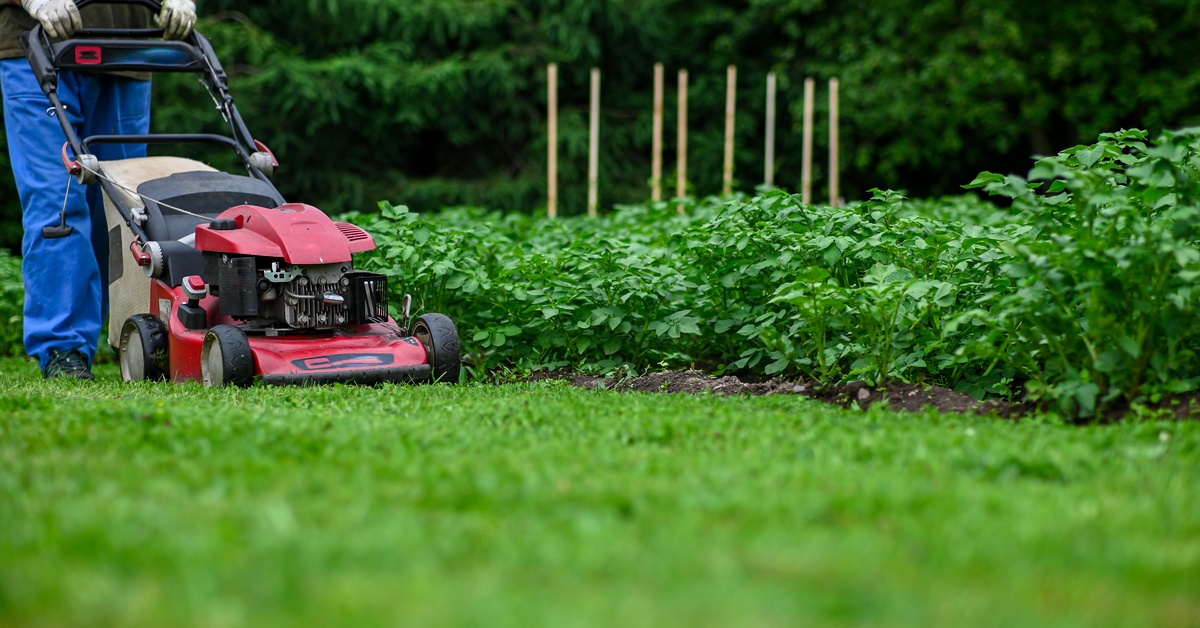 A man wearing blue jeans mowing a lawn using a red gas powered lawn mower in a green garden with plants and shrubs.