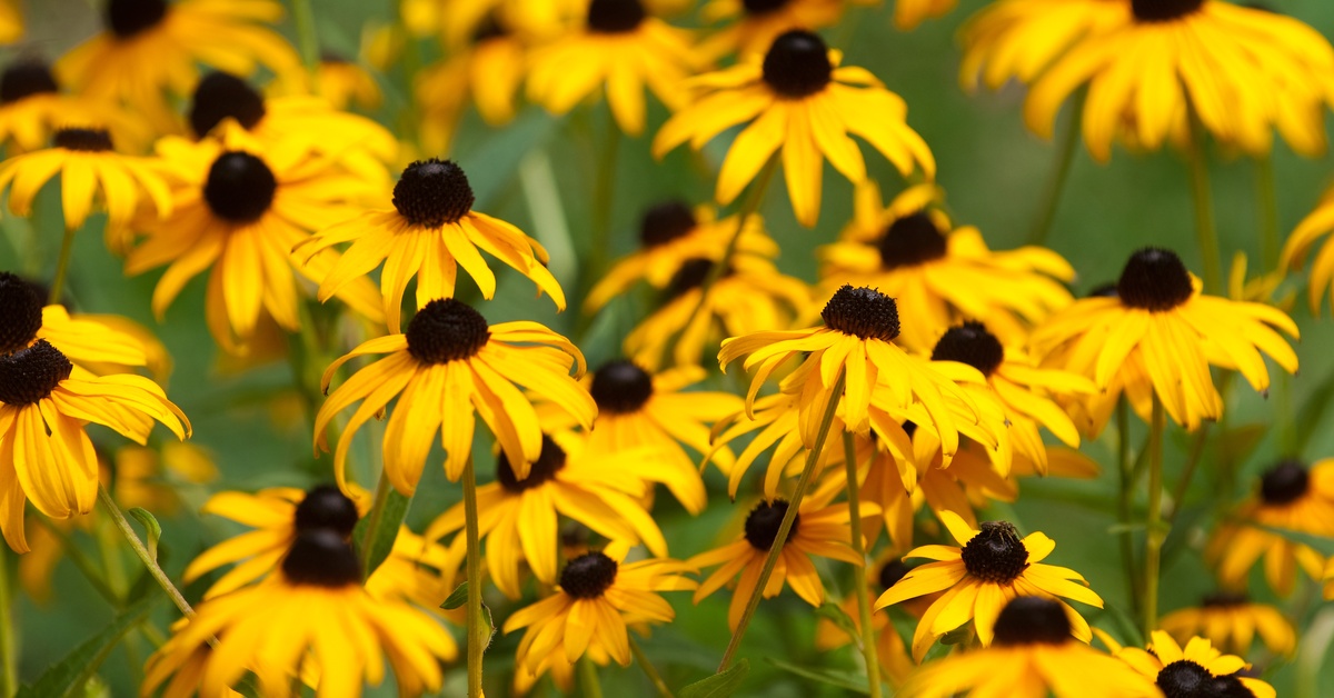 A group of blooming yellow black-eyed Susan flowers with dark centers clustered in front of green foliage.