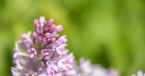 A cluster of purple lilac flower buds and blossoms in sharp focus against a blurred green background.