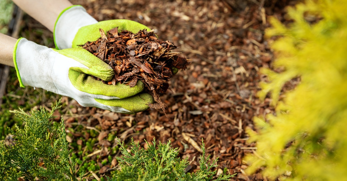 A person wearing gloves holds a pile of brown mulch above a landscaped garden bed with small evergreen shrubs.
