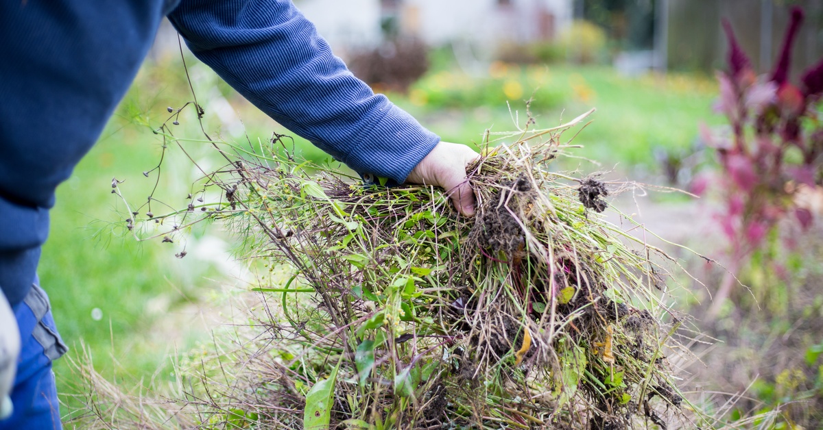 A person in a blue sweater pulls a large bundle of weeds with roots from the ground in a grassy backyard.