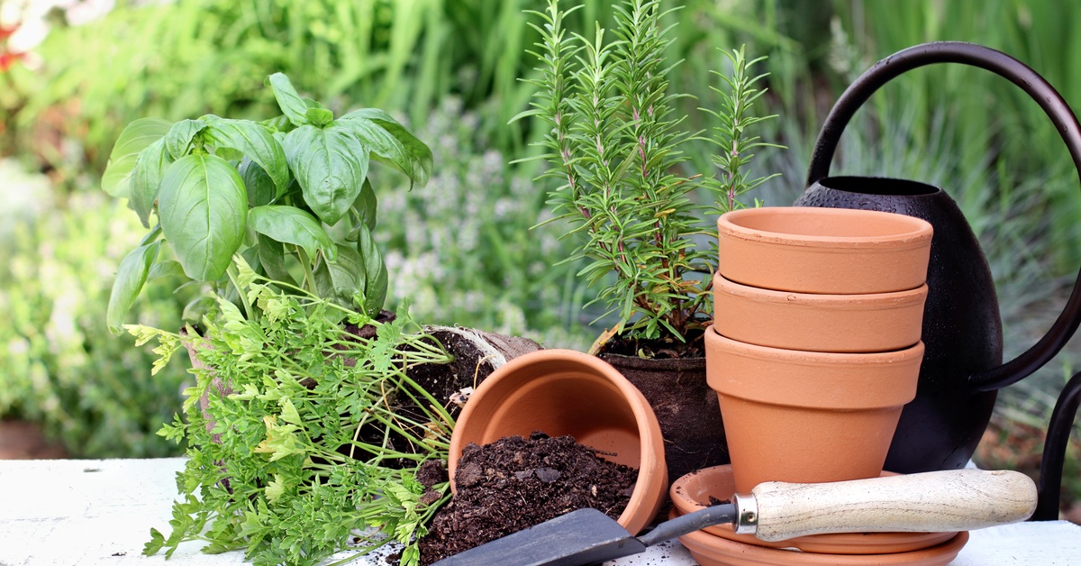 Terracotta pots, a small trowel, and fresh herbs like basil and rosemary arranged on a white garden table.