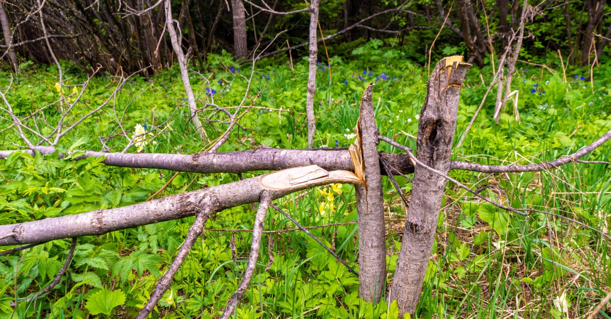 A freshly broken tree limb lies on green grass and wild plants, with splintered wood and forest foliage in the background.