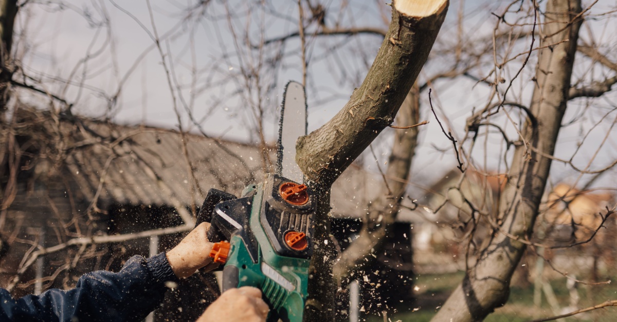 A person holding a green and black chainsaw cuts through a thick tree limb, with sawdust flying near leafless branches.