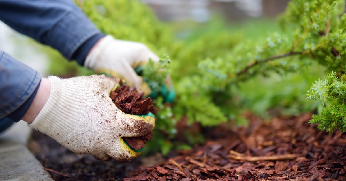 A person is holding mulch in their hands. They are wearing white gloves while holding the mulch.