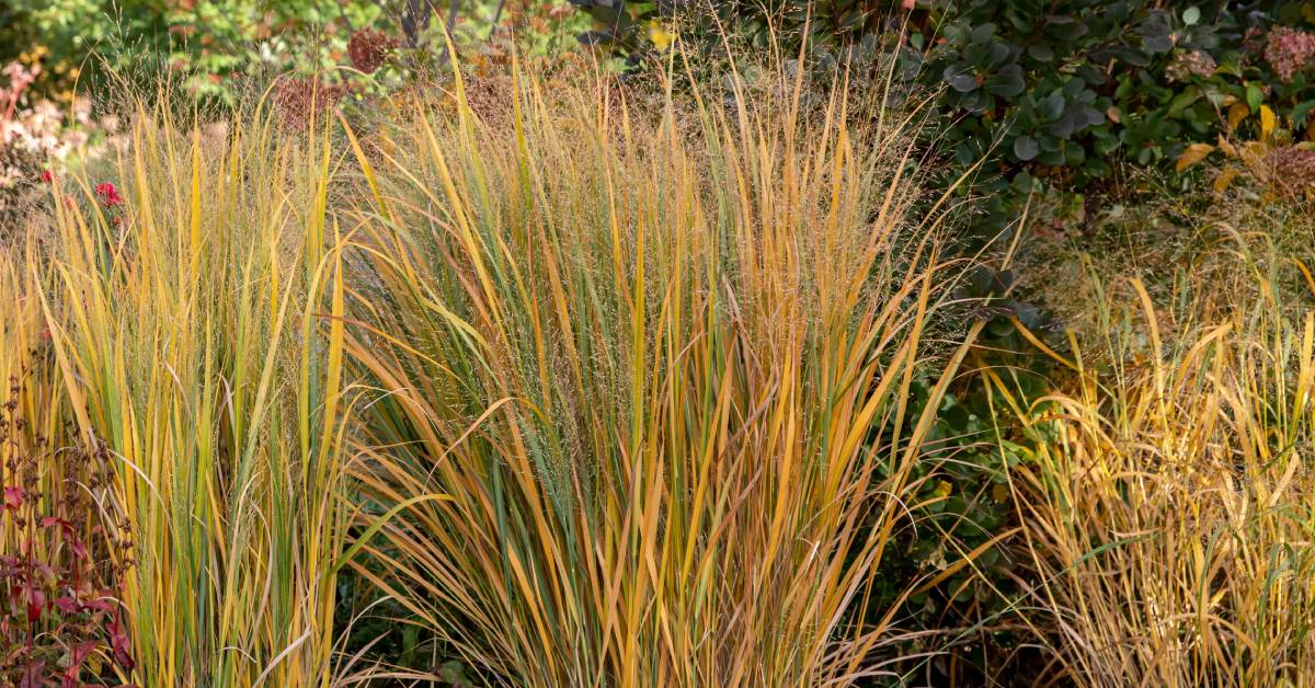 Clump of tall golden ornamental grasses with thin green blades growing beside shrubs and trees in a garden setting.