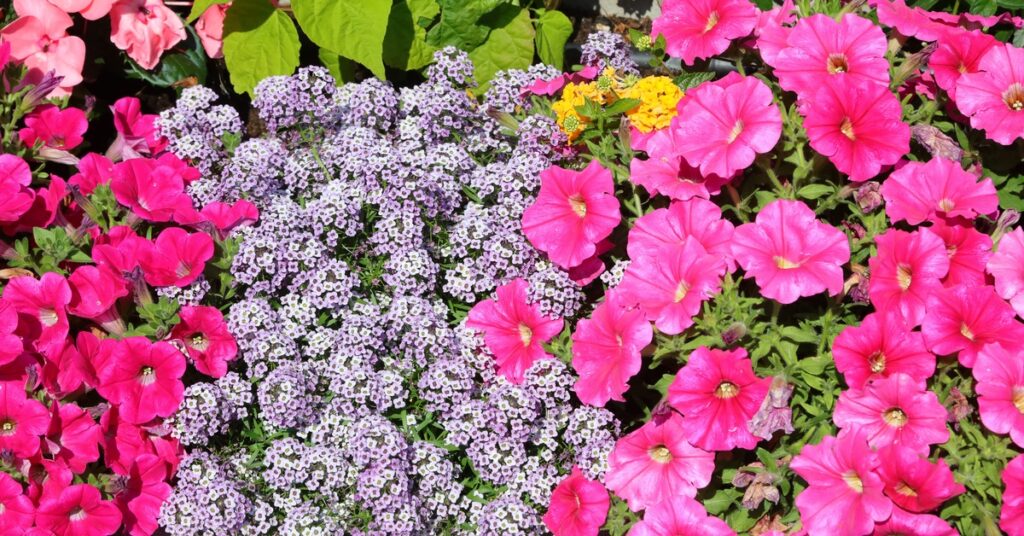 Bright pink petunias and clusters of small purple flowers blooming together in a colorful garden bed with green leaves.