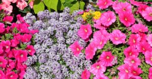 Bright pink petunias and clusters of small purple flowers blooming together in a colorful garden bed with green leaves.