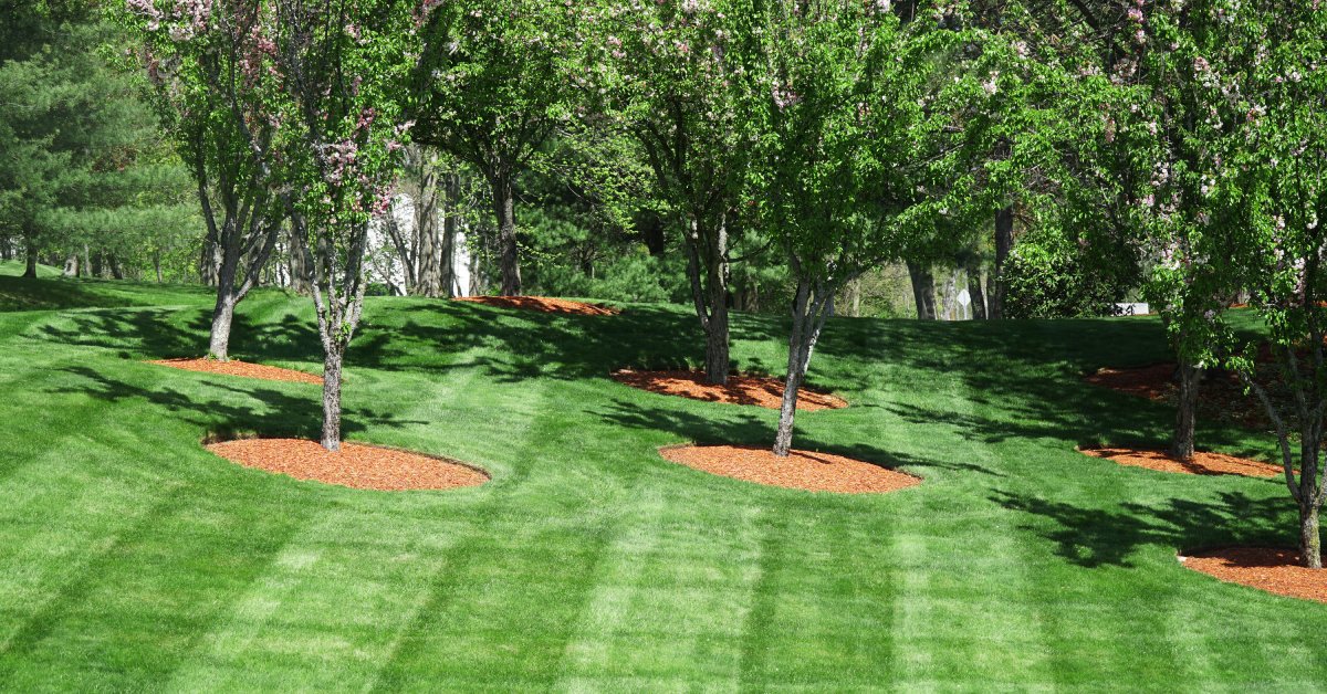 A large, grassy area contains several young trees with brown mulch around the base of their trunks.