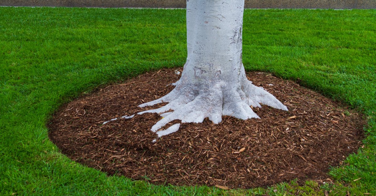 A tree trunk base is surrounded by brown mulch. The tree trunk features white bark, and grass surrounds the mulch.