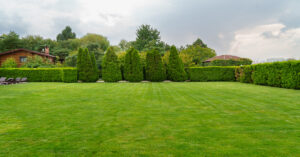 A well-manicured lawn contains privacy trees, green grass, and privacy hedges. The hedges are trimmed.
