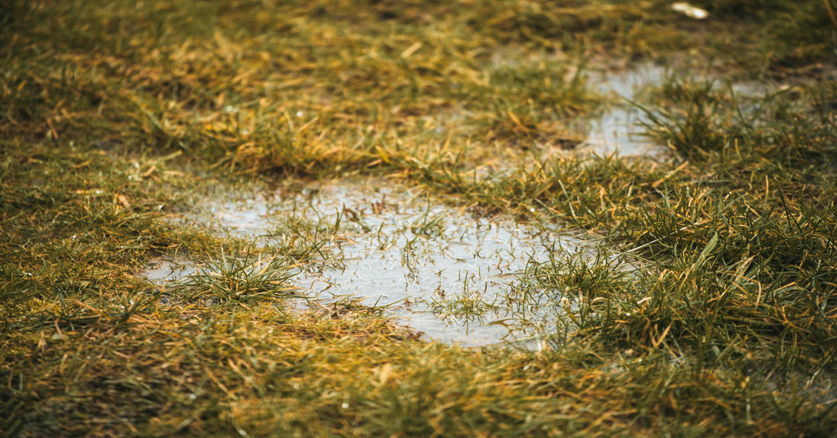 A close-up view shows a puddle of standing water on a grassy surface. The grass is a mixture of green and brown.