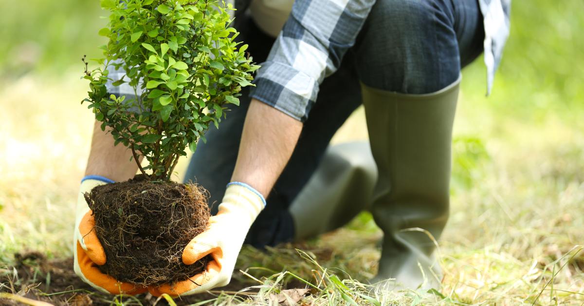 A person wearing black boots, jeans, and a black and white flannel shirt is placing a small bush into a freshly dug hole.