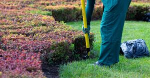 A person is using a yellow landscaping tool to remove weeds from a group of bushes. A closed black garbage bag is on the ground.
