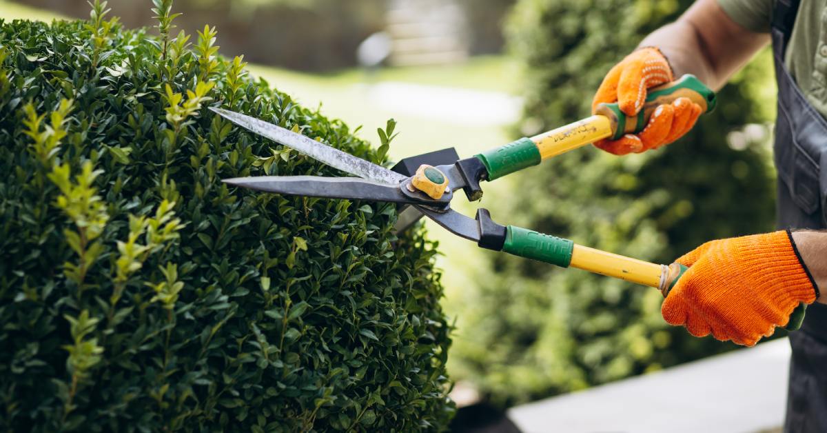 A person wearing blue overalls and orange gloves uses a pair of landscaping shears to trim a large bush.