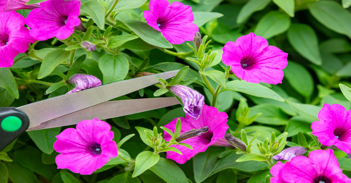 A close-up view shows a pair of scissors cutting a dead purple flower from the rest of the plant.