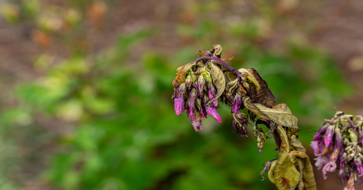 A close-up view shows a droopy plant with wilted purple flowers and brown leaves. The background is blurry.