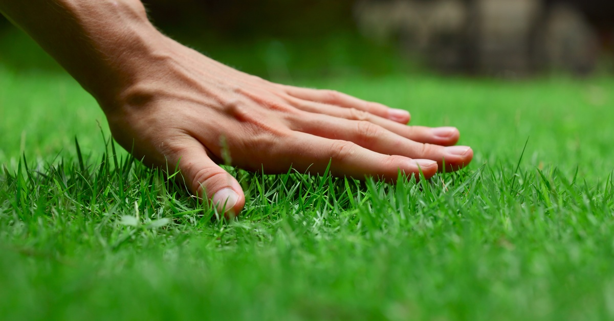 A close-up view shows a person's hand hovering above green blades of grass. The background is blurry.