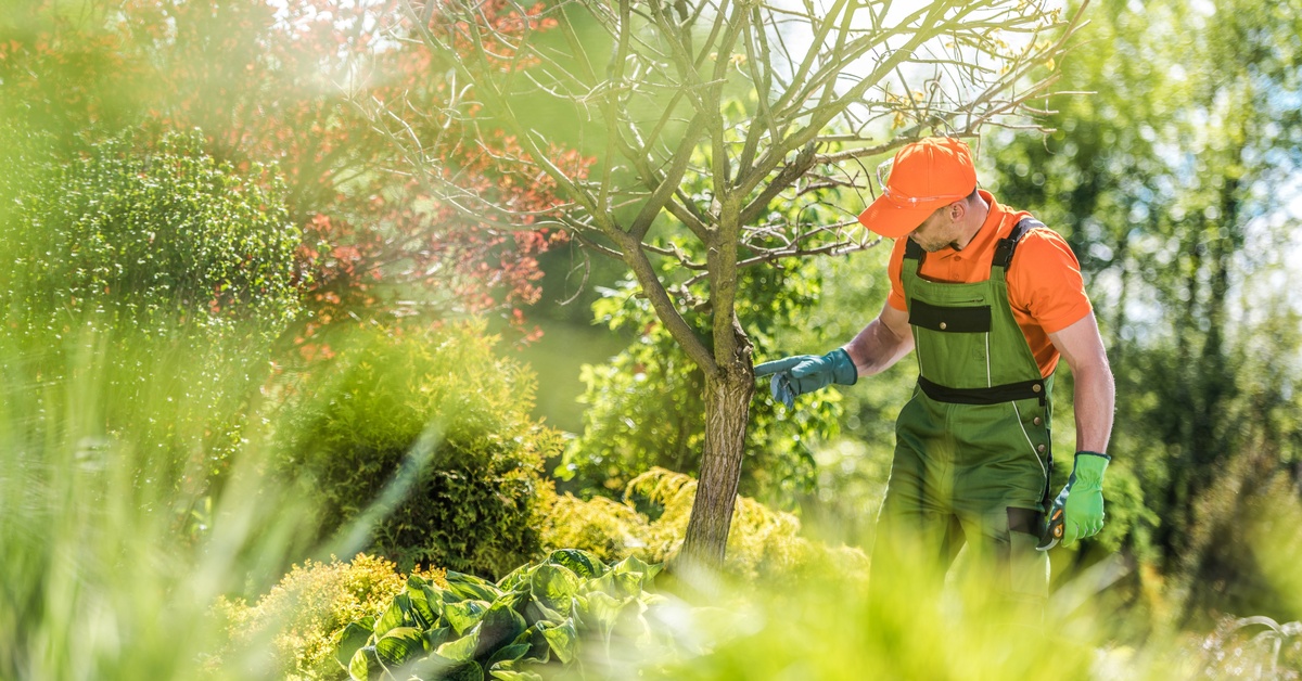 A person wearing olive-green overalls, an orange shirt, and an orange baseball cap is examining a tree.