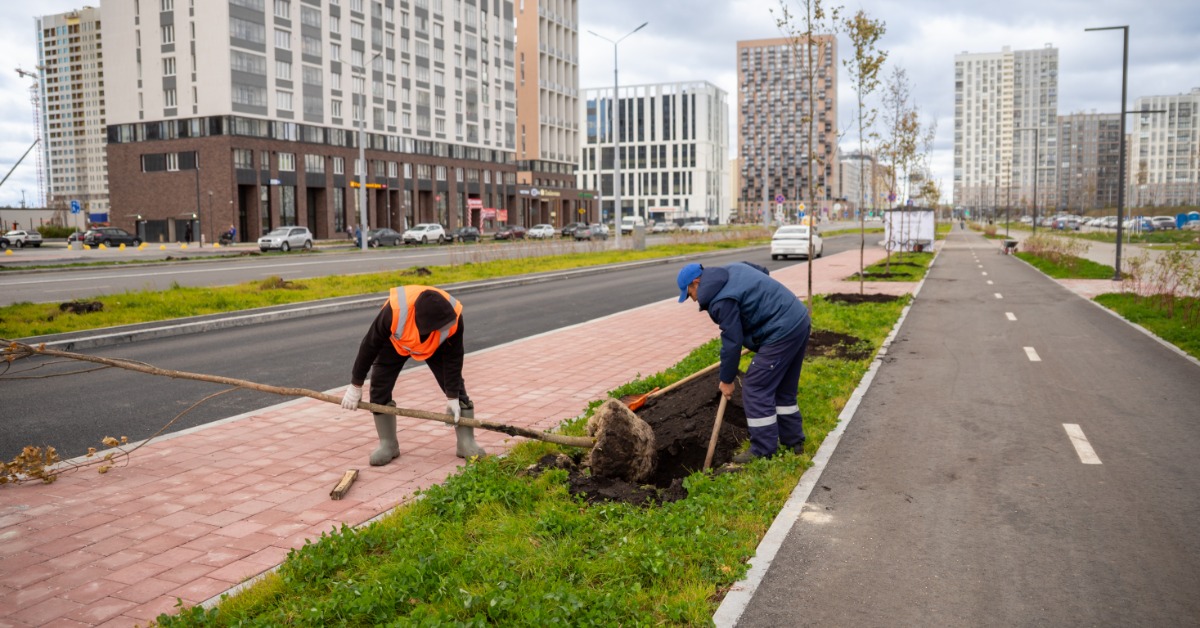 Two people are digging holes to plant trees on a business road median. Cars are driving on the road.