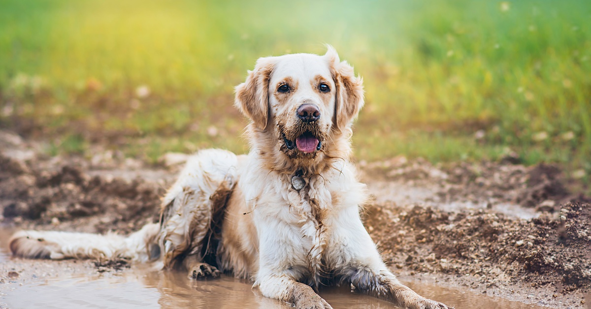A Golden Retriever is lying down in a large mud puddle. The dog is covered in mud and has its tongue sticking out.