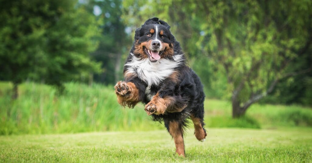 A Bernese Mountain dog is running fast around a yard. The dog's fur is blown back, and it's sticking out its tongue.