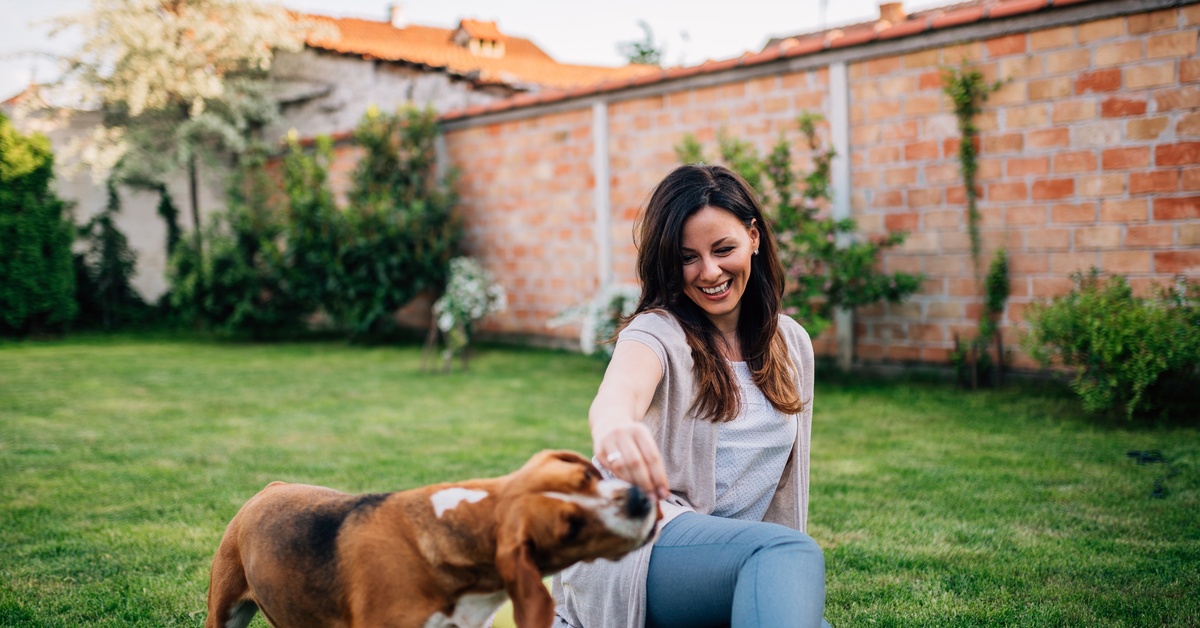 A smiling woman sits in the backyard playing with a Beagle. A brick fence appears behind the dog and woman.
