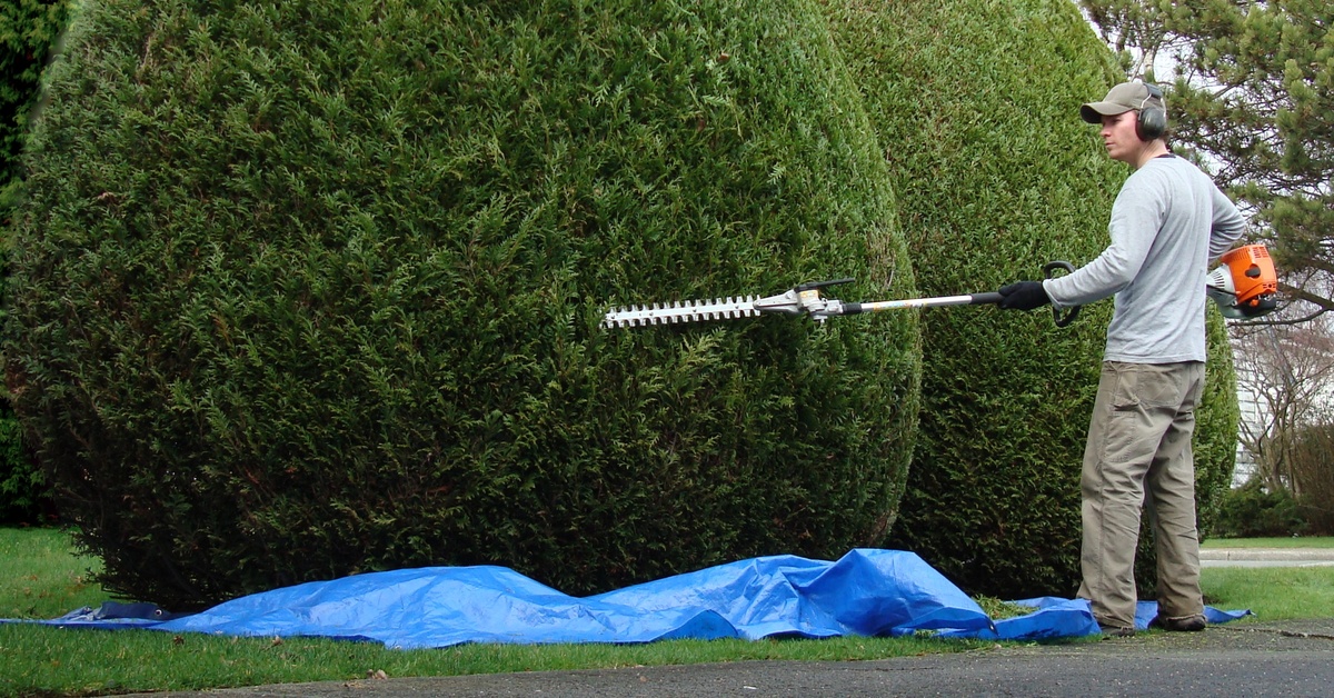A man wearing a gray T-shirt and tan pants uses a hedge trimmer to trim a large bush. A small silver ladder is behind him.