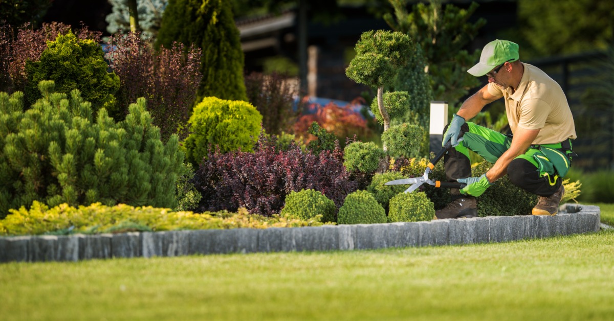A man wearing a peach-colored shirt, green pants, and green gardening gloves uses large shears to trim a landscaping bush.
