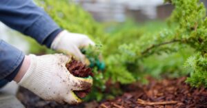 A close-up view shows a person wearing gardening gloves holding a fistful of red mulch in one hand and a plant in the other.
