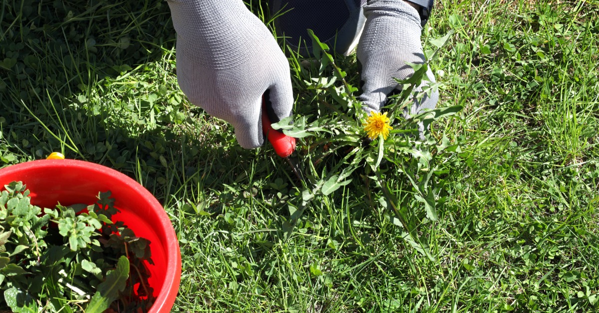 A person wearing gray gardening gloves uses a tool to remove a dandelion from the grass. A red bucket is next to them.