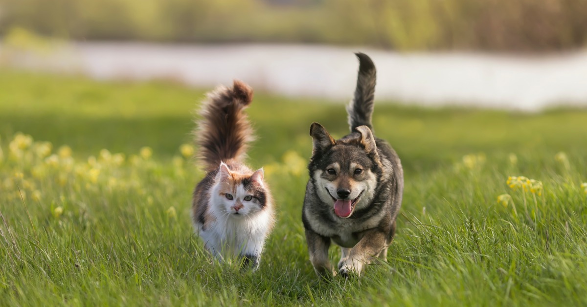 A long-haired calico cat is walking alongside a small brown dog outside in a grassy area. The dog is panting.