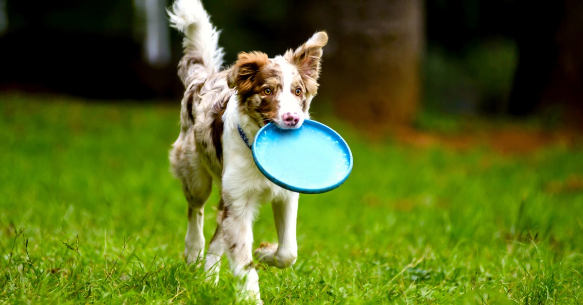 A cute brown and white dog with a long tail is walking around in a backyard with a blue frisbee in its mouth.