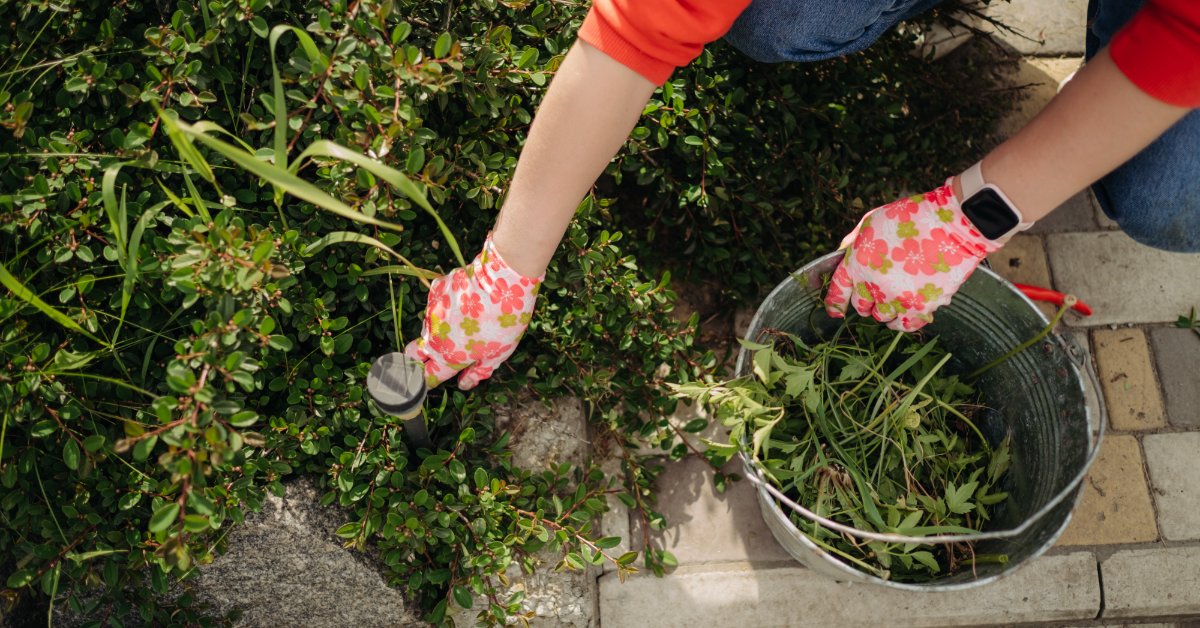 An aerial view shows a person wearing jeans and floral gardening gloves is pulling weeds on the edge of walkway.
