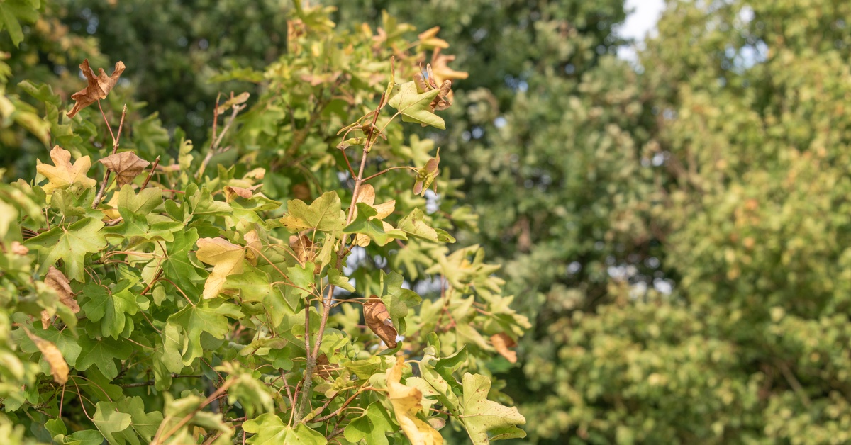 A close-up view shows the leaves of a maple tree. The tree has brown, green, and yellow leaves.