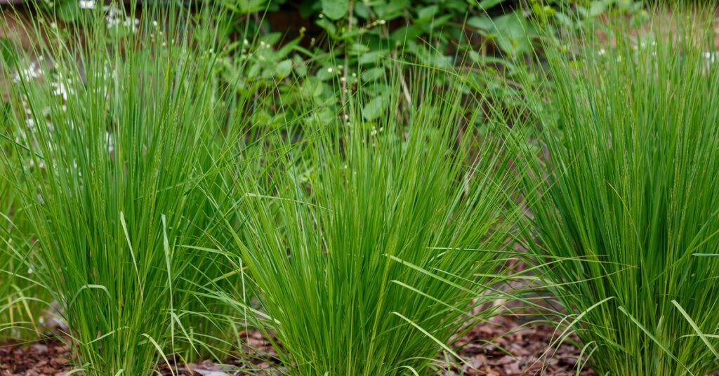 A close-up view shows three separate plantings of a tall, green ornamental grass that's planted in mulch.
