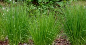 A close-up view shows three separate plantings of a tall, green ornamental grass that's planted in mulch.