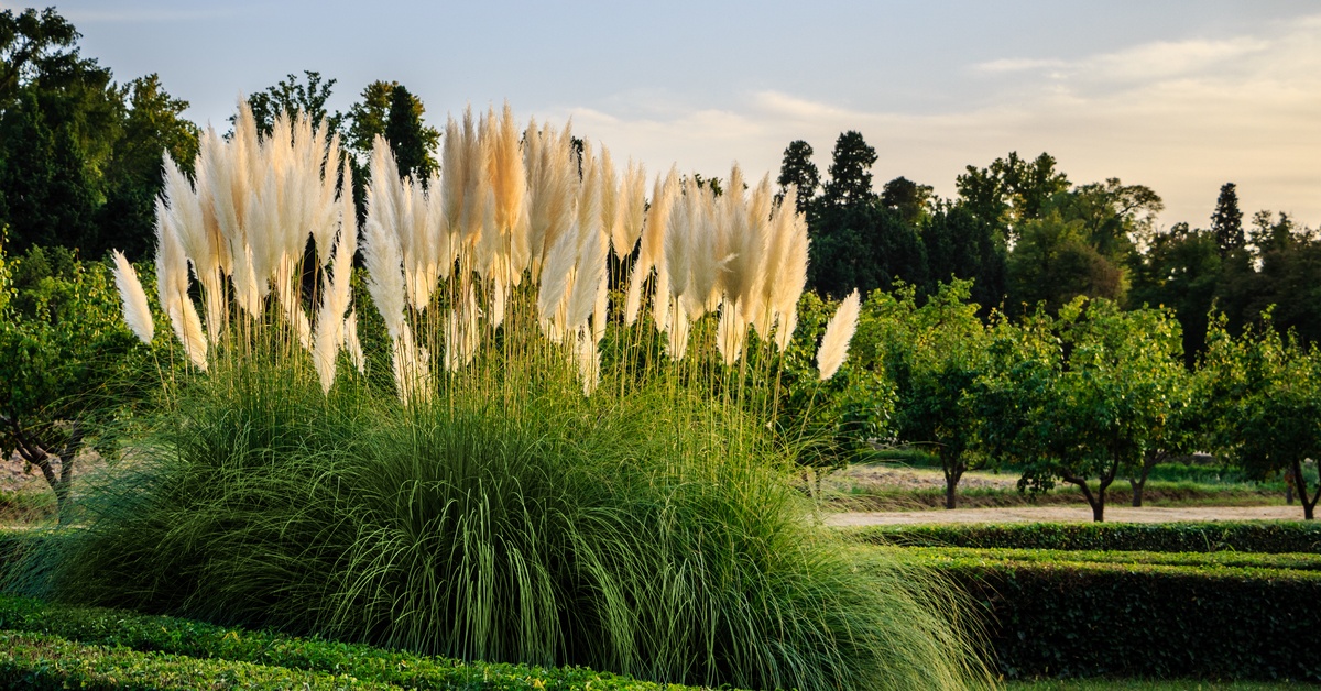 A clump of tall ornamental grass sits alone among regular green grass. Tall, mature trees grow in the background.